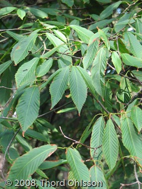 Acer carpinifolium